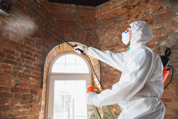 Why You Should Choose Our Mold Remediation Services in Pleasure Point, CA